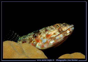 Lezard Fish waiting... Que du bonheur... :O)... by Michel Lonfat 
